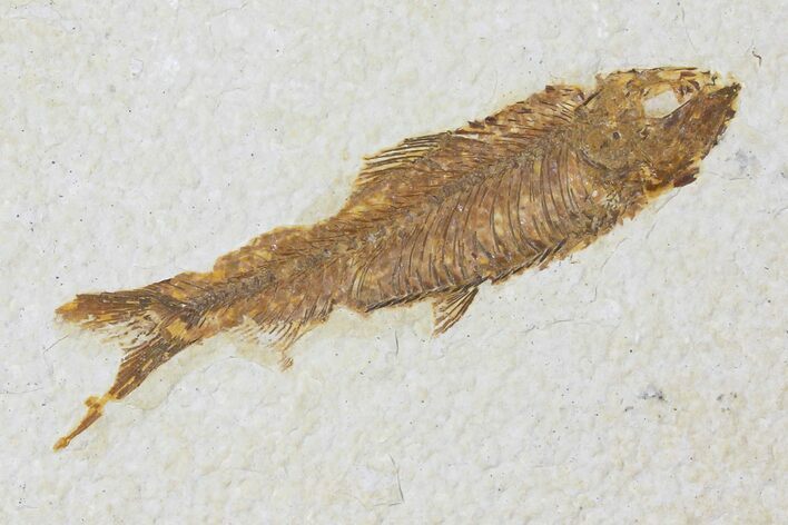 Fossil Fish (Knightia) - Green River Formation #133941